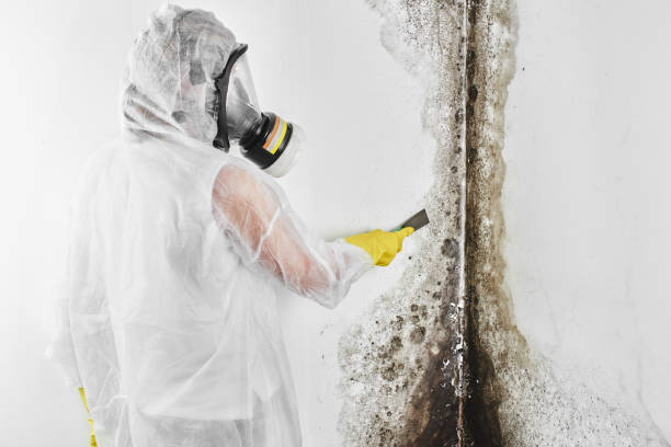 Best Mold Testing and Inspection Services in Mystic, CT