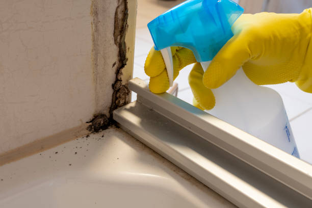 Best Preventive Mold Services in Mystic, CT