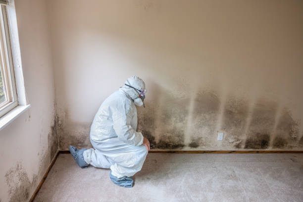 Best Mold Remediation for Schools in Mystic, CT