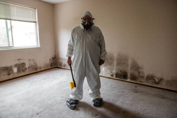 Best Post-Flood Mold Remediation in Mystic, CT