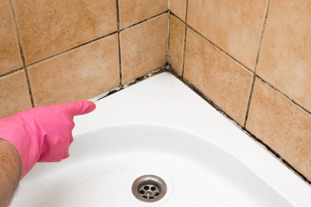 Best Kitchen Mold Remediation in Mystic, CT